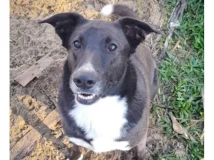 Cachorro raça SRD-ViraLata idade 3 anos nome Pretinha