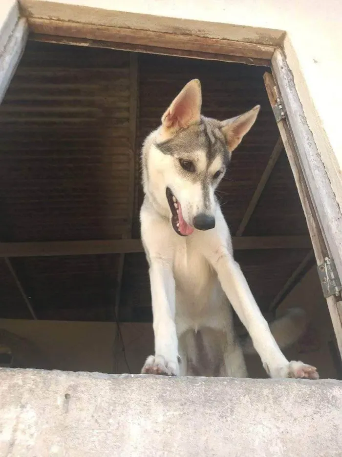 Cachorro ra a Husky Siberiano idade 1 ano nome Katrina 