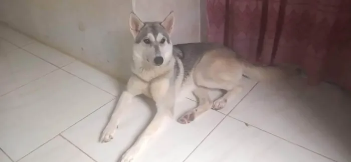 Cachorro ra a Husky Siberiano idade 1 ano nome Katrina 