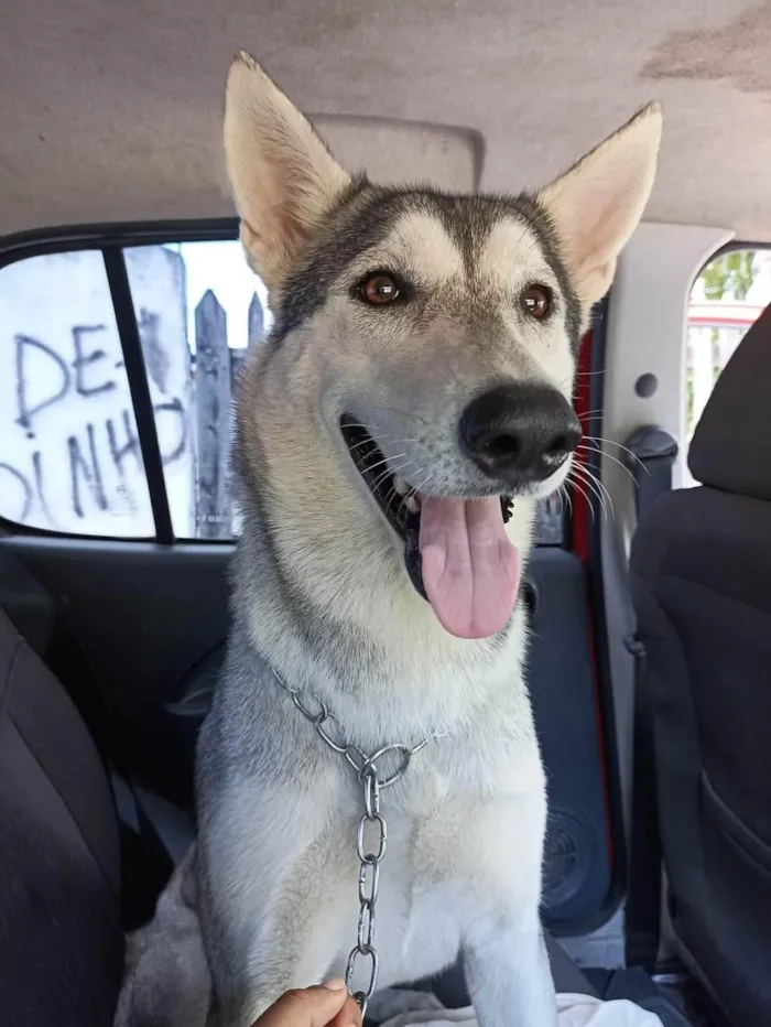 Cachorro ra a Husky Siberiano idade 1 ano nome Katrina 