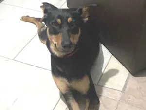 Cachorro raça SRD-ViraLata idade 2 anos nome Maya