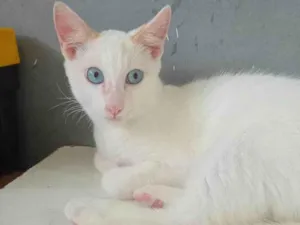 Gato raça SRD-ViraLata idade 2 a 6 meses nome Três gatinhos machos 