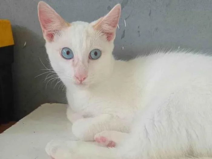 Gato ra a SRD-ViraLata idade 2 a 6 meses nome Três gatinhos machos 