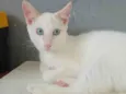 Três gatinhos machos