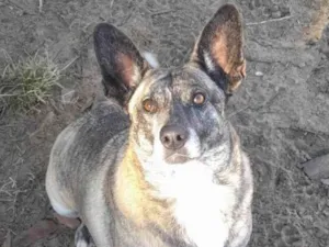 Cachorro raça SRD-ViraLata idade 5 anos nome Tigresa