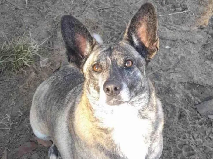 Cachorro ra a SRD-ViraLata idade 5 anos nome Tigresa