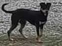 Cachorro raça SRD-ViraLata idade 2 a 6 meses nome Sem nome