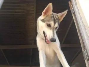 Cachorro raça Husky Siberiano idade 1 ano nome Katrina 