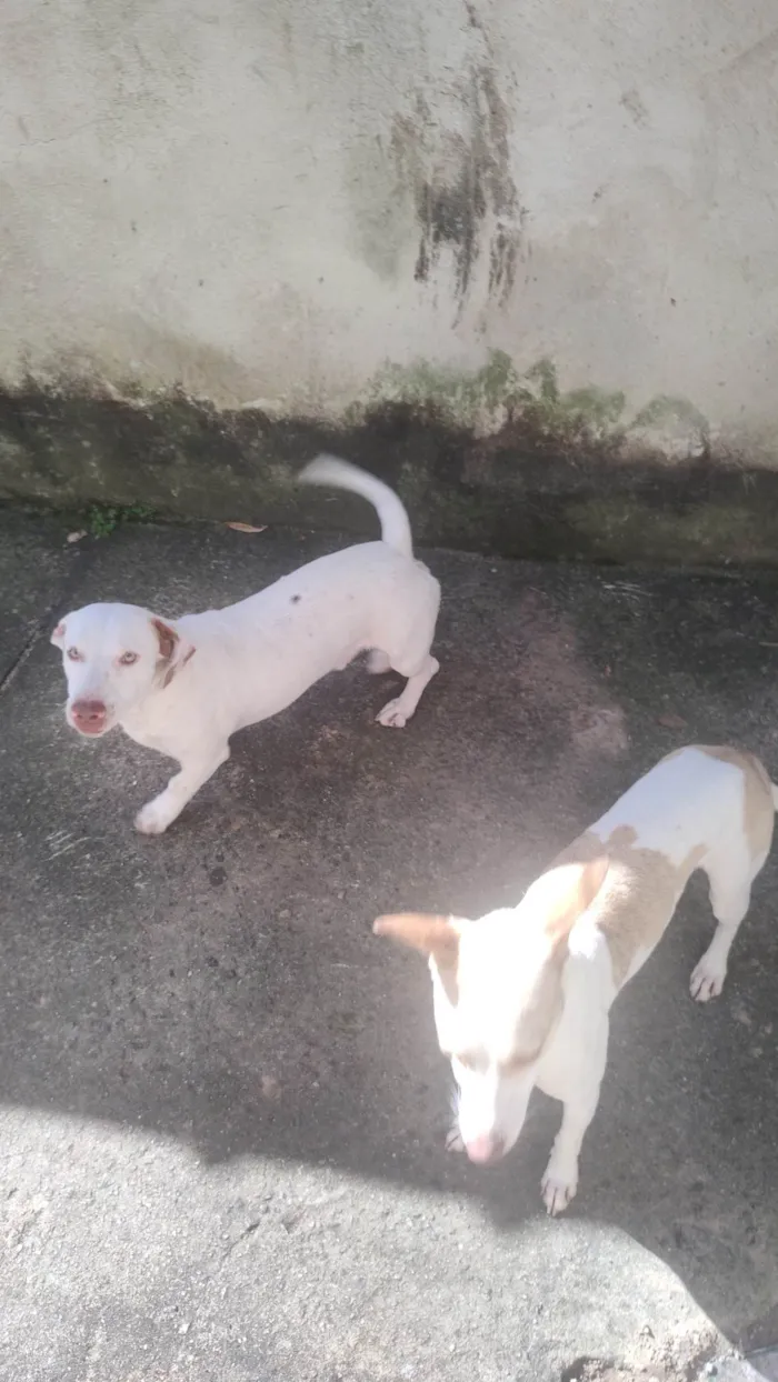 Cachorro ra a Pit-Bull idade 3 anos nome Bolt