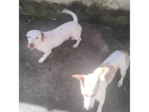 Cachorro raça Pit-Bull idade 3 anos nome Bolt