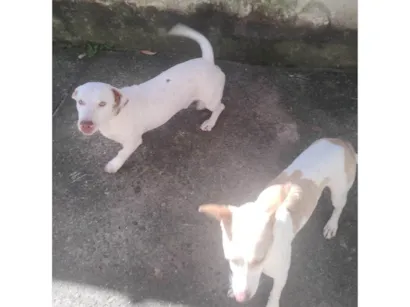 Cachorro raça Pit-Bull idade 3 anos nome Bolt
