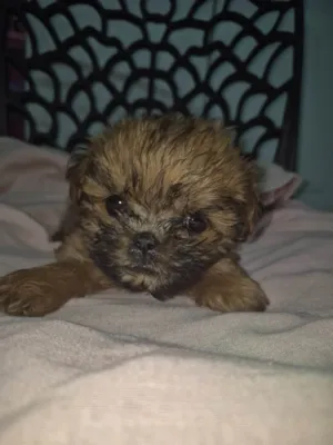 Cachorro raça SRD-ViraLata idade Abaixo de 2 meses nome Bebê 