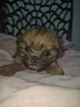 Bebê