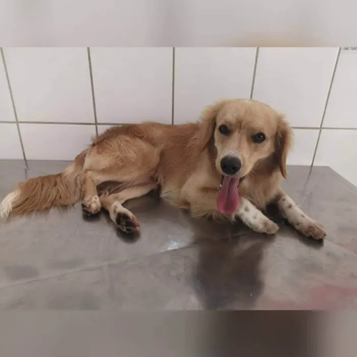 Cachorro ra a SRD-ViraLata idade 4 anos nome Pluto 