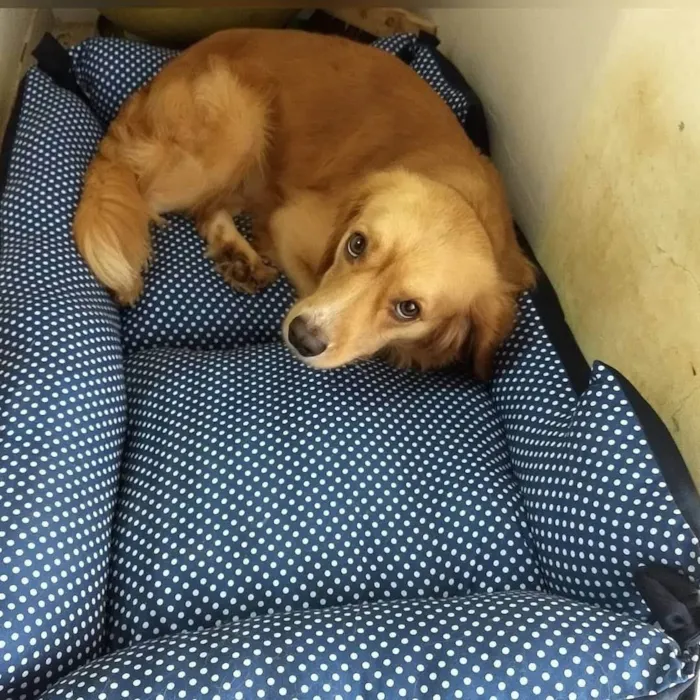 Cachorro ra a SRD-ViraLata idade 4 anos nome Pluto 