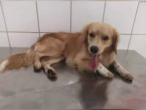Cachorro raça SRD-ViraLata idade 4 anos nome Pluto 