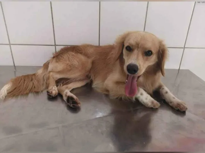 Cachorro ra a SRD-ViraLata idade 4 anos nome Pluto 
