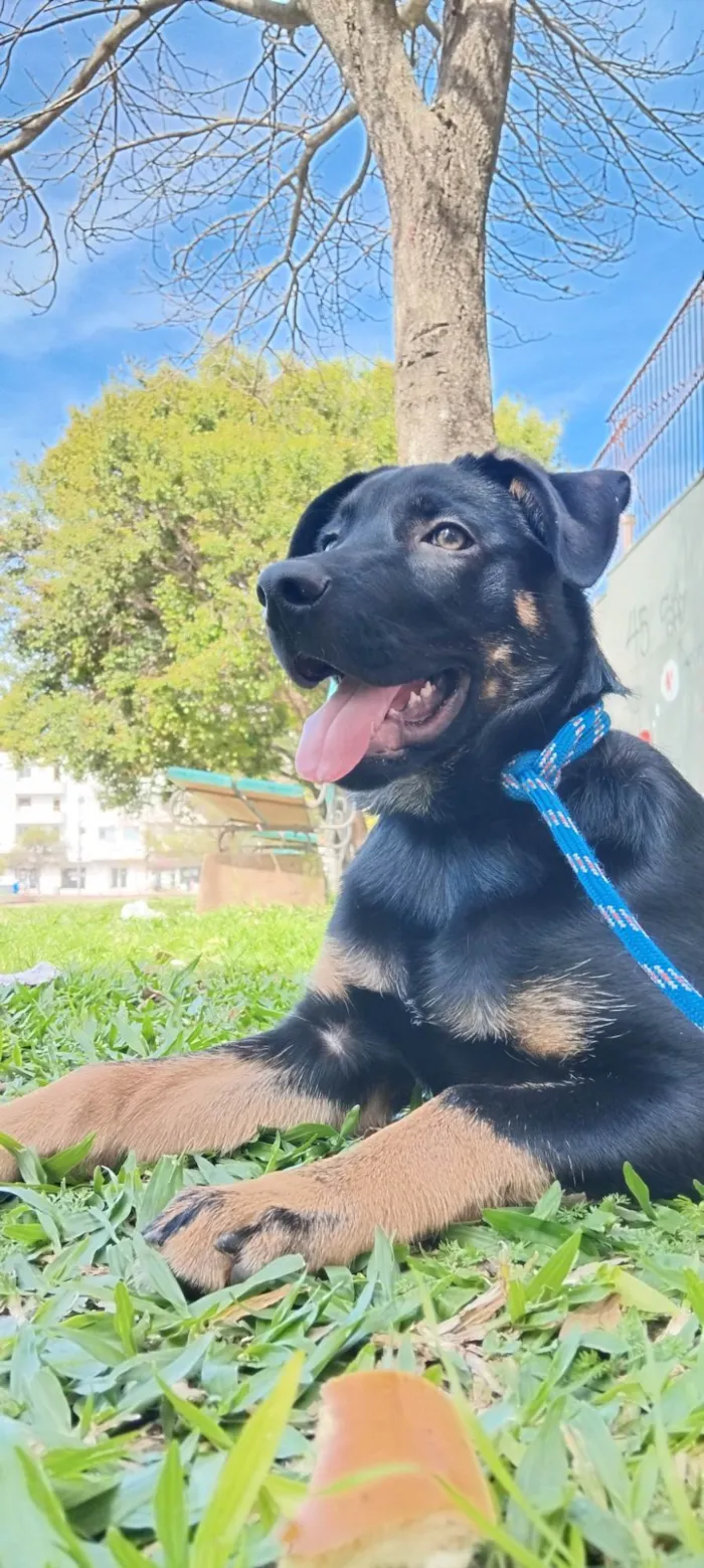 Cachorro ra a SRD-ViraLata idade 2 a 6 meses nome Zeus