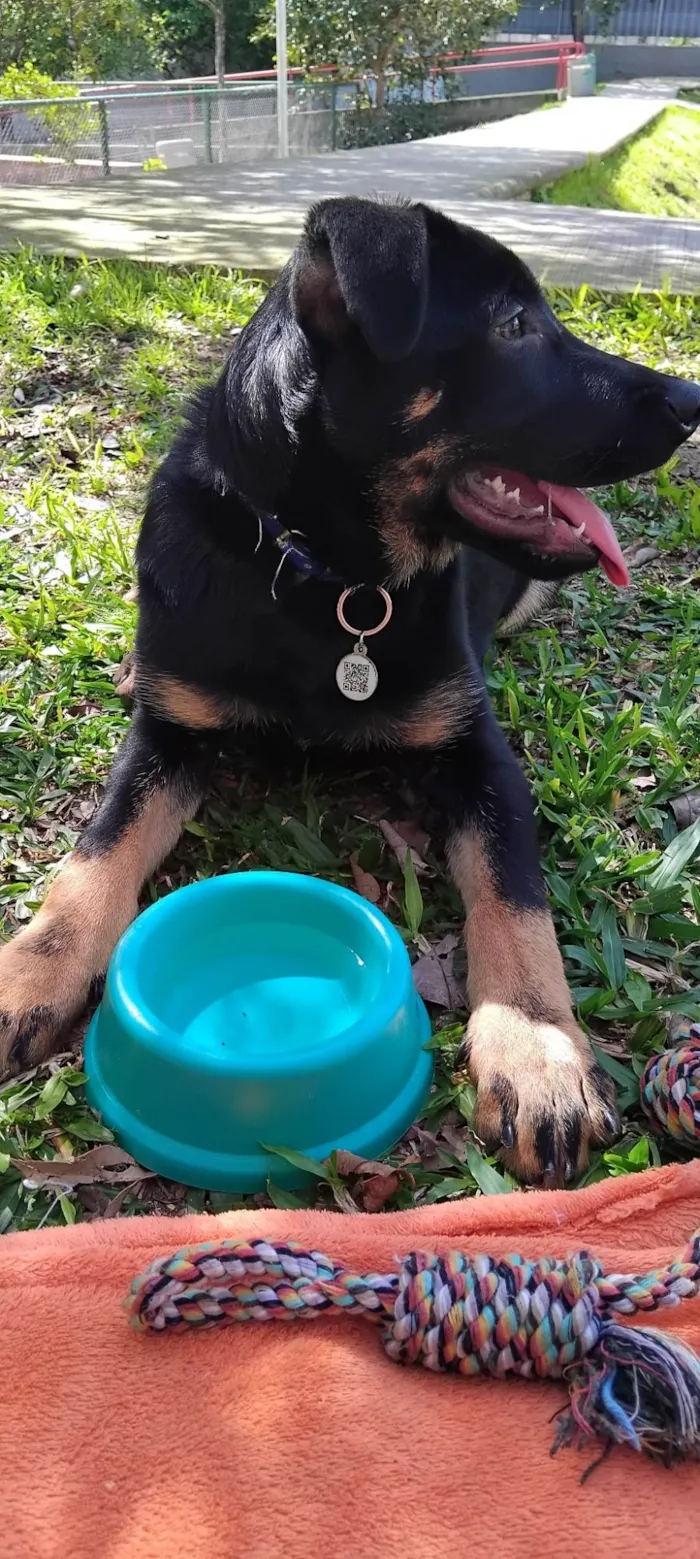 Cachorro ra a SRD-ViraLata idade 2 a 6 meses nome Zeus