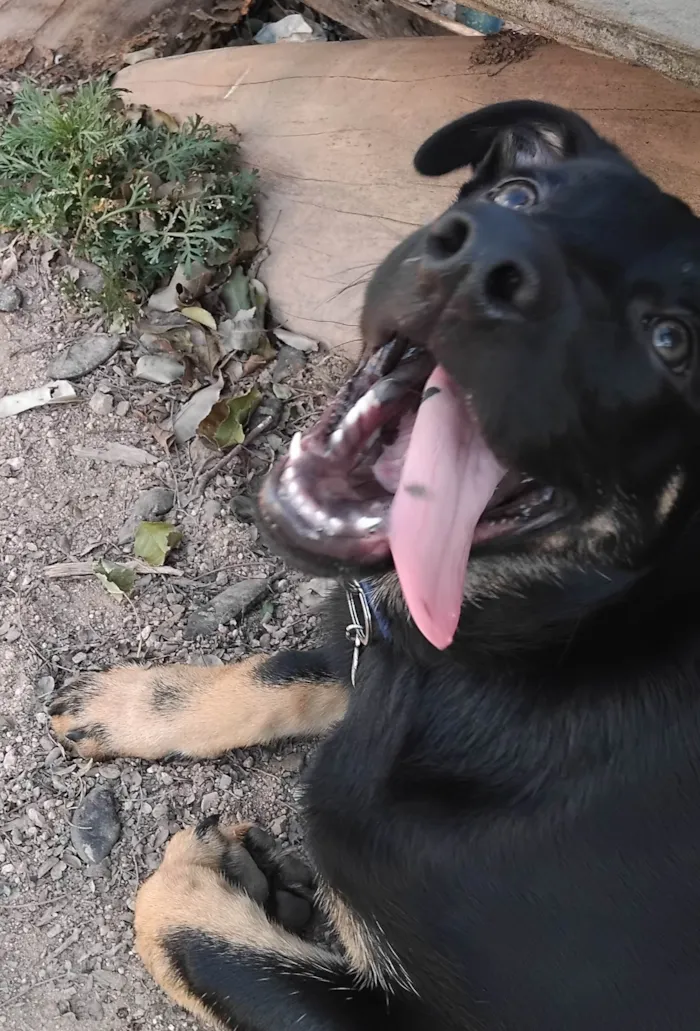 Cachorro ra a SRD-ViraLata idade 2 a 6 meses nome Zeus