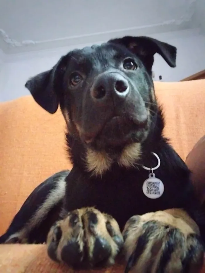 Cachorro ra a SRD-ViraLata idade 2 a 6 meses nome Zeus