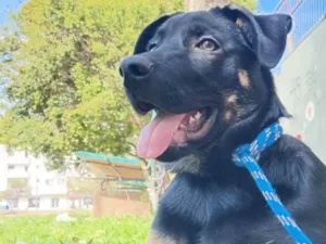 Cachorro raça SRD-ViraLata idade 2 a 6 meses nome Zeus