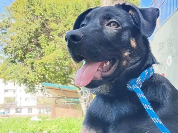 Cachorro ra a SRD-ViraLata idade 2 a 6 meses nome Zeus