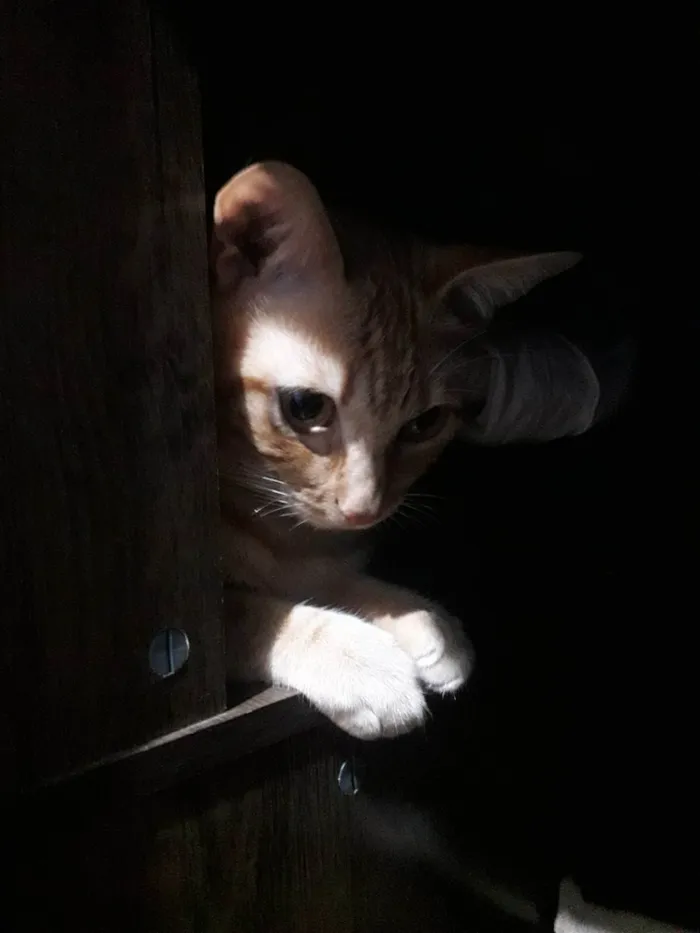 Gato ra a SRD-ViraLata idade 4 anos nome Sushi