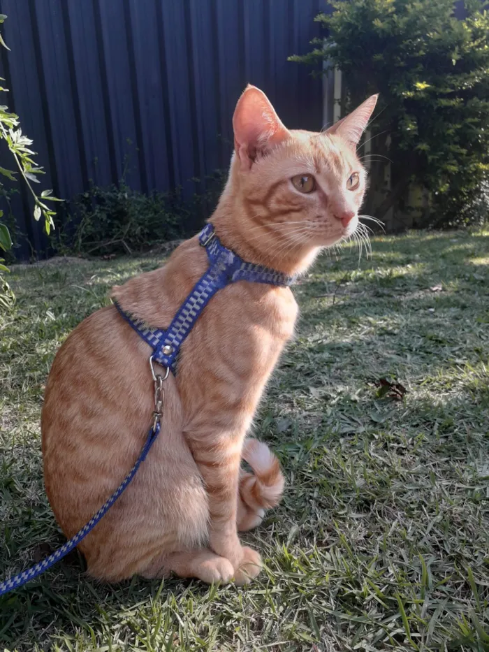 Gato ra a SRD-ViraLata idade 4 anos nome Sushi