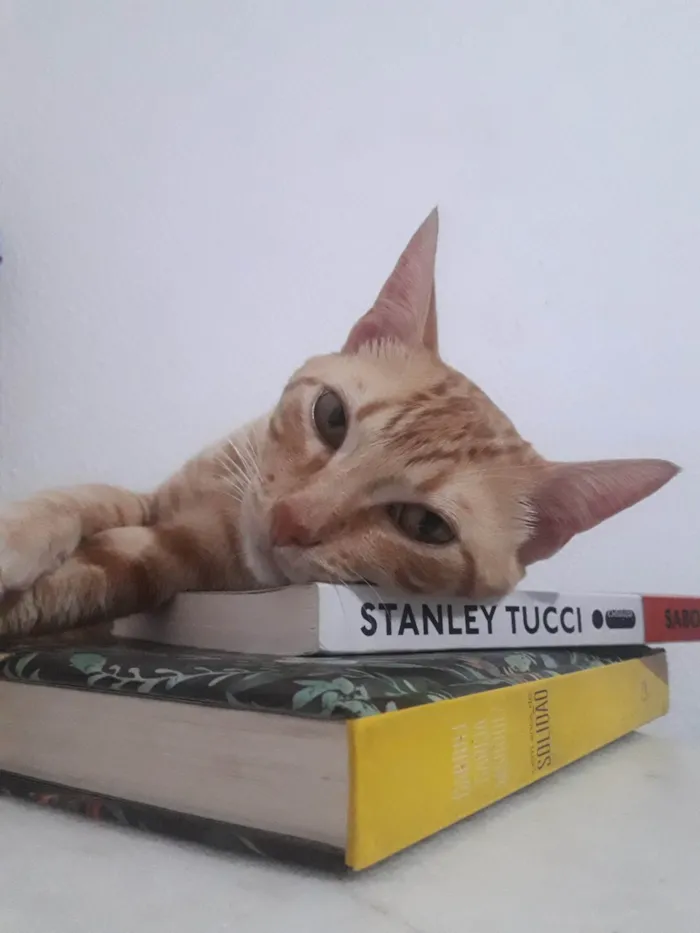 Gato ra a SRD-ViraLata idade 4 anos nome Sushi