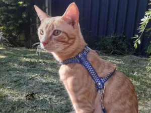 Gato raça SRD-ViraLata idade 4 anos nome Sushi