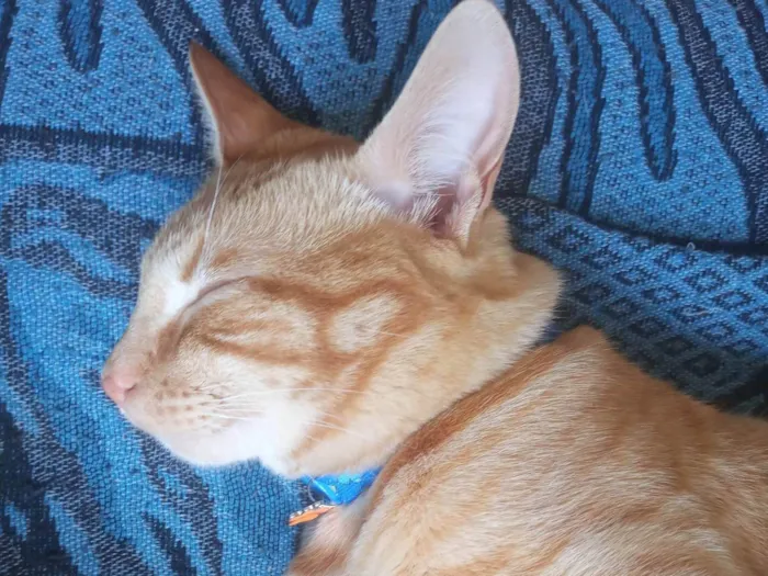Gato ra a SRD-ViraLata idade 4 anos nome Sushi