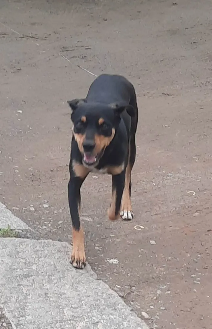 Cachorro ra a SRD-ViraLata idade 2 a 6 meses nome Sem nome