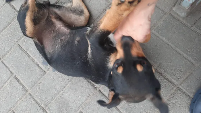 Cachorro ra a SRD-ViraLata idade 2 a 6 meses nome Sem nome