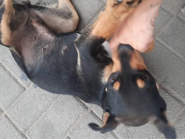 Cachorro ra a SRD-ViraLata idade 2 a 6 meses nome Sem nome