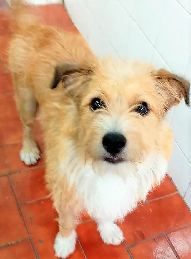 Cachorro ra a SRD-ViraLata idade 1 ano nome Timóteo