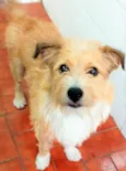 Timóteo