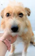Timóteo