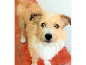 Cachorro raça SRD-ViraLata idade 1 ano nome Timóteo