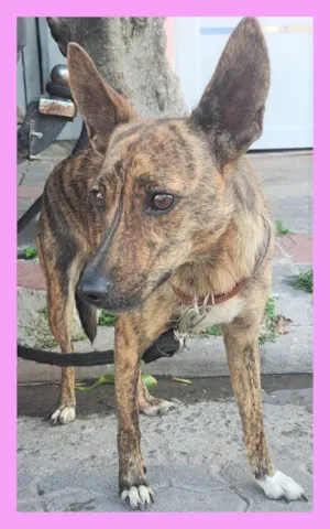 Cachorro raça SRD-ViraLata idade 3 anos nome Tigresa