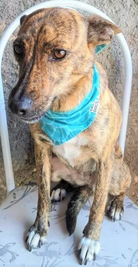 Cachorro ra a SRD-ViraLata idade 3 anos nome Tigresa
