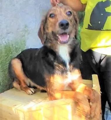 Cachorro ra a SRD-ViraLata idade 2 anos nome Pintadinha