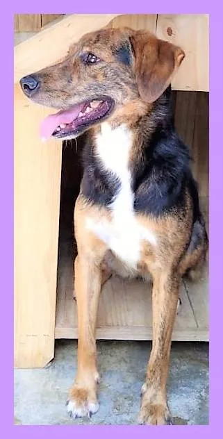 Cachorro ra a SRD-ViraLata idade 2 anos nome Pintadinha