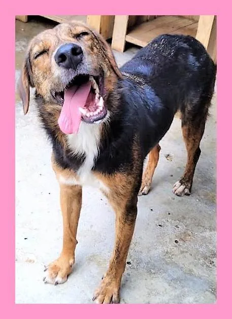 Cachorro ra a SRD-ViraLata idade 2 anos nome Pintadinha