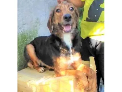 Cachorro raça SRD-ViraLata idade 2 anos nome Pintadinha