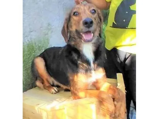 Cachorro ra a SRD-ViraLata idade 2 anos nome Pintadinha