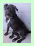 Paulinho