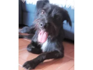 Cachorro raça SRD-ViraLata idade 7 a 11 meses nome Paulinho