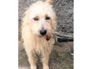 Cachorro raça SRD-ViraLata idade 1 ano nome Marrone