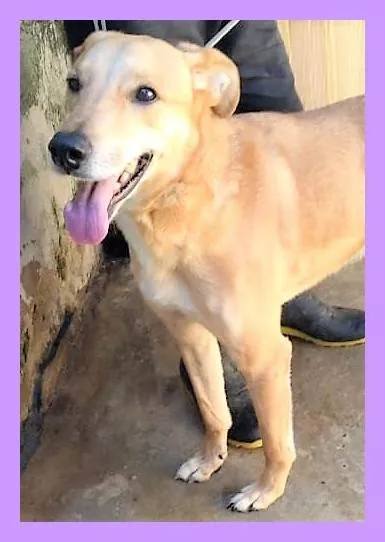 Cachorro ra a SRD-ViraLata idade 4 anos nome Jonhy